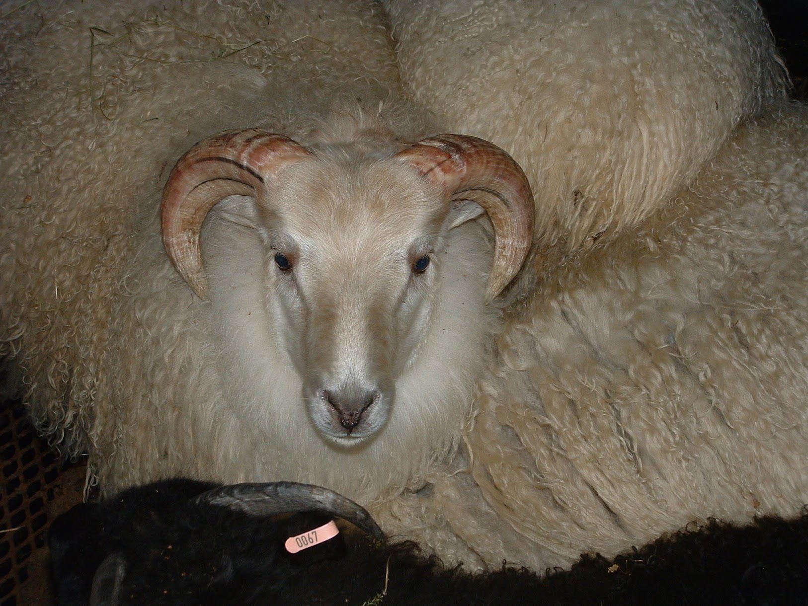 Sæðingar verða niðurgreiddar