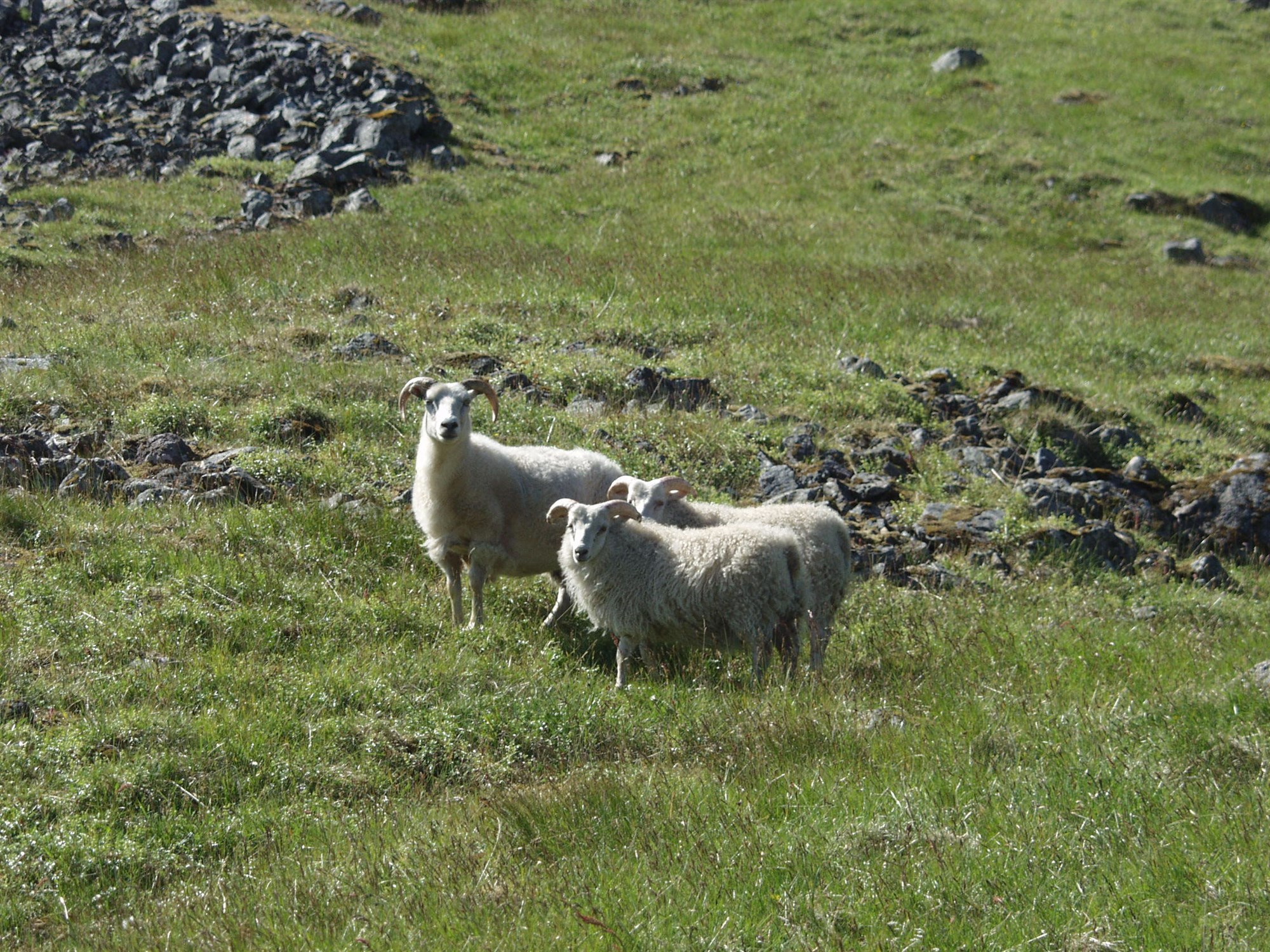Fé kemur vænt af fjalli