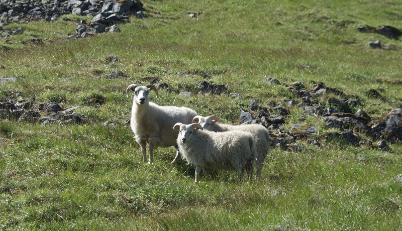 Riðan á Syðra-Skörðugili uppgötvaðist í heimalandasmölun