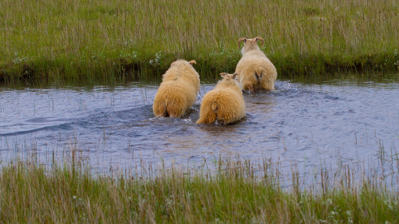 Deilt er um dýravelferð