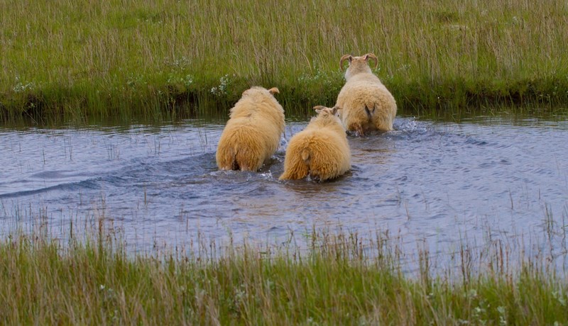 Deilt er um dýravelferð
