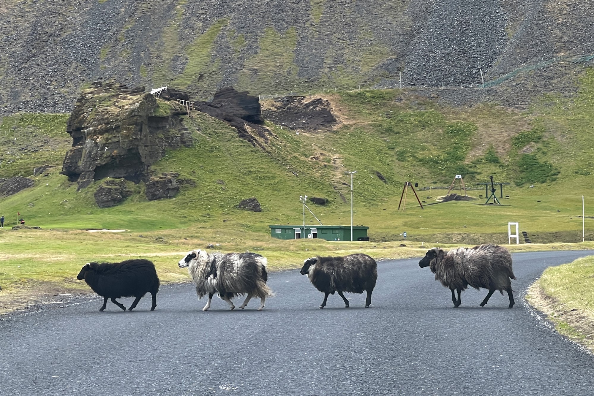 Sauðfé sleppur út fyrir girðingar