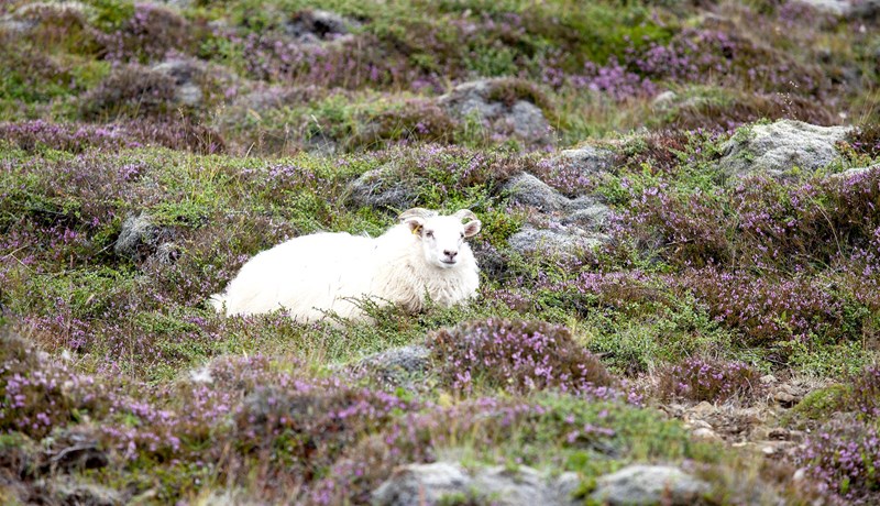 Vistkerfisnálgun stuðlar að líffræðilegri fjölbreytni
