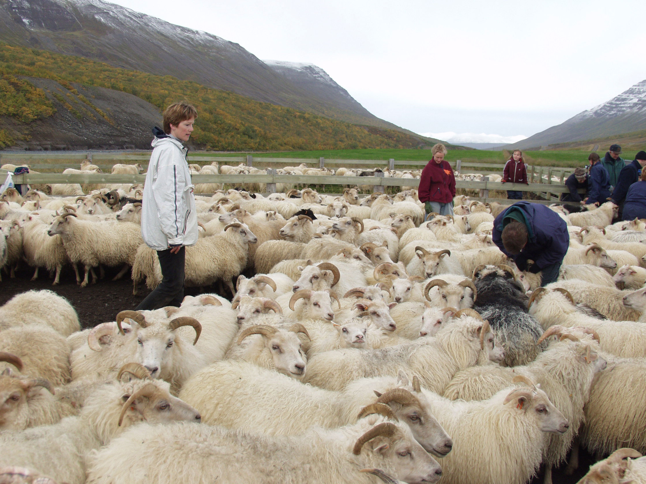 Stjórnmálamenn í kosningaham og málefni sauðfjárbænda enn í lausu lofti