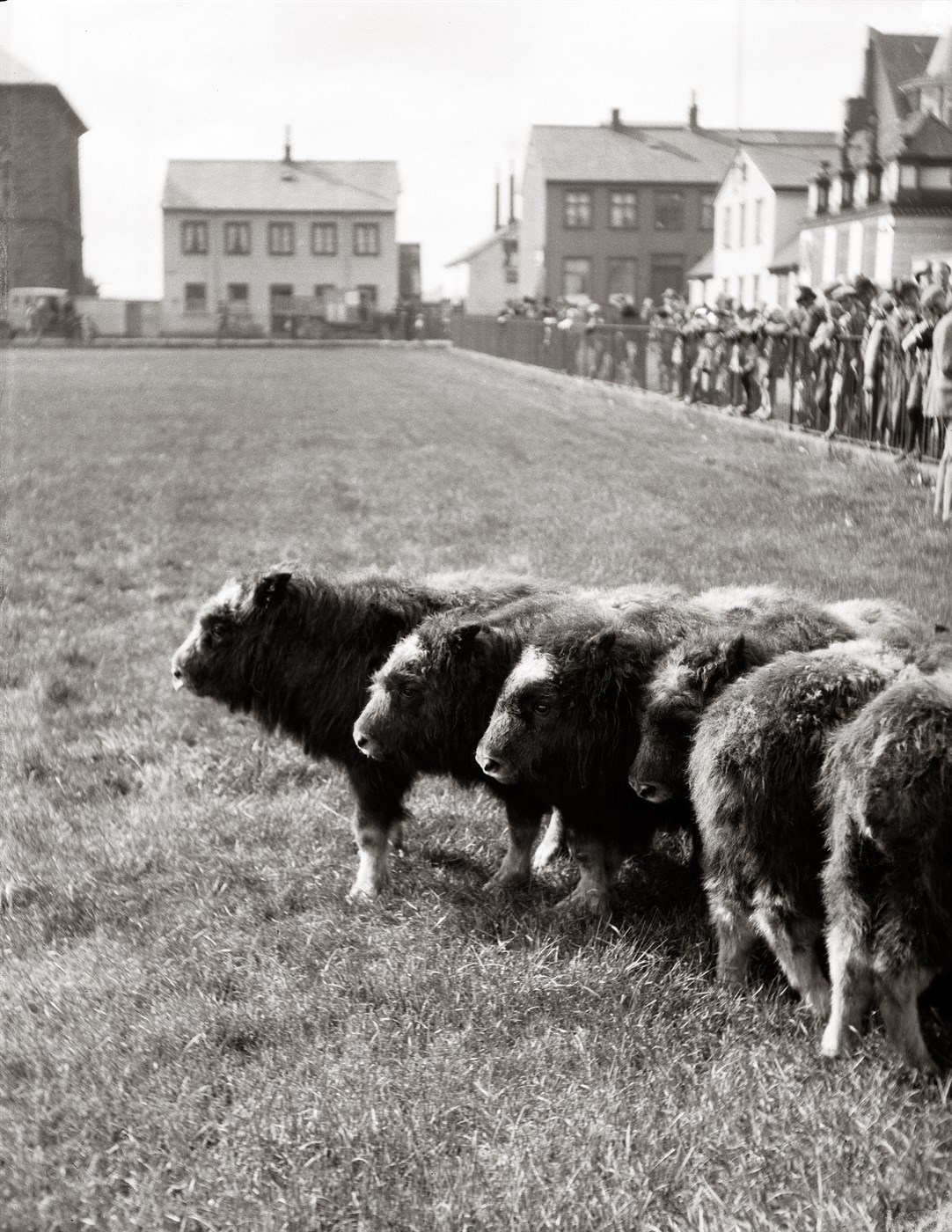 Sauðnaut á Austurvelli.