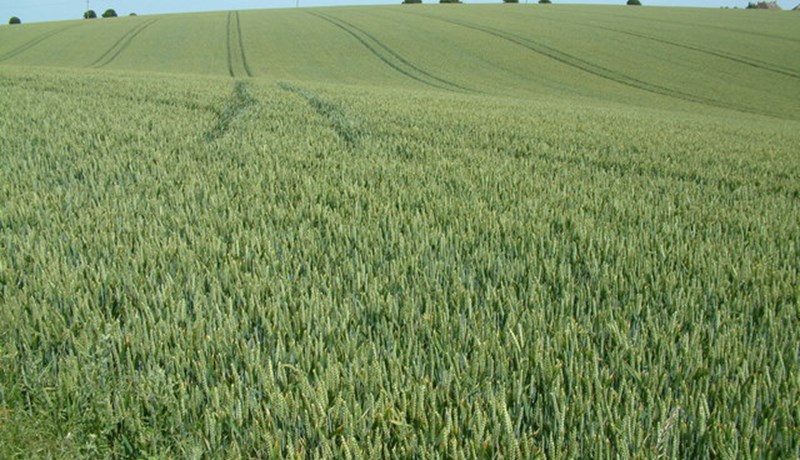 Vill banna erfðabreytta ræktun í Skotland: