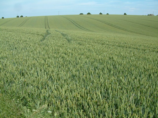Vill banna erfðabreytta ræktun í Skotland: