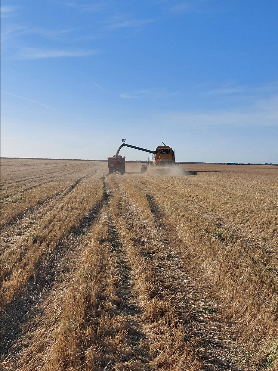 Endalaus tækifæri í kornrækt