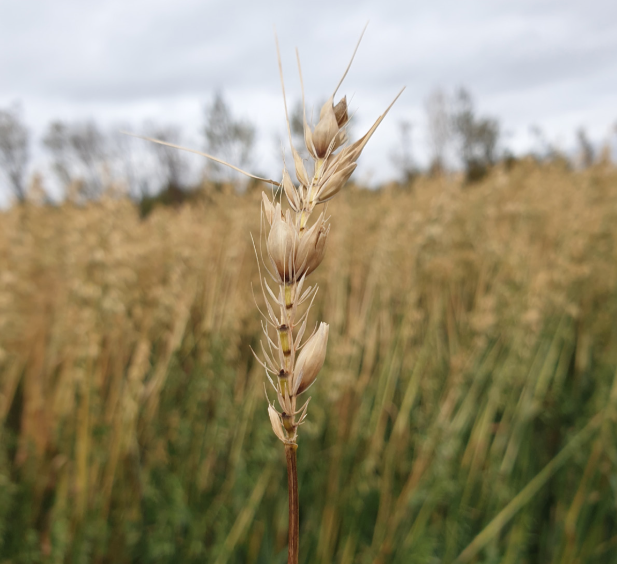 Úrbóta að vænta