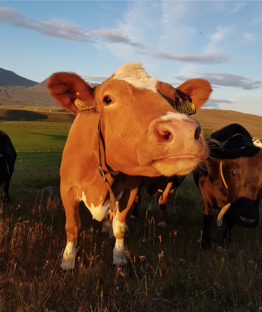 Skoðanakannanir og haustfundir