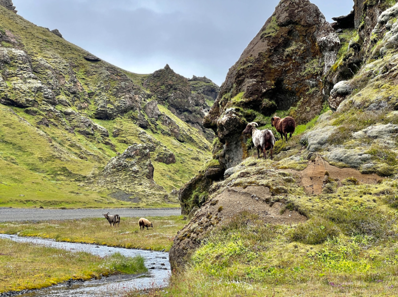 Sveitarstjórn ber ábyrgð á smölun
