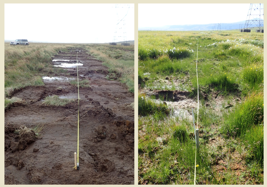 Nærmynd af landnámi votlendisgróðurs (mýrasef og tjarnastör) í rasksárum á Sogni tekin sumarið 2020. Í Ölfusi t.v., rasksvæði sem varð til í kjölfar endurheimtaraðgerða haustið 2019 og t.h., sama svæðið eftir tvö vaxtartímabil (tekin sumarið 2021).