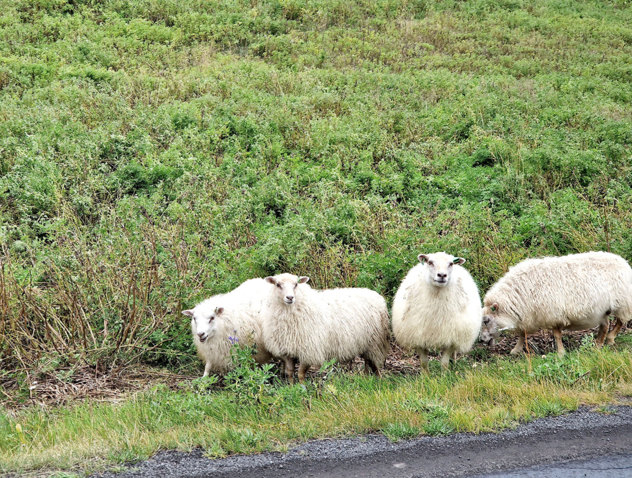 Stórmerkilegt álit umboðsmanns
