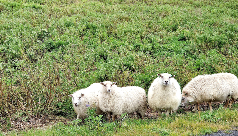 Stórmerkilegt álit umboðsmanns