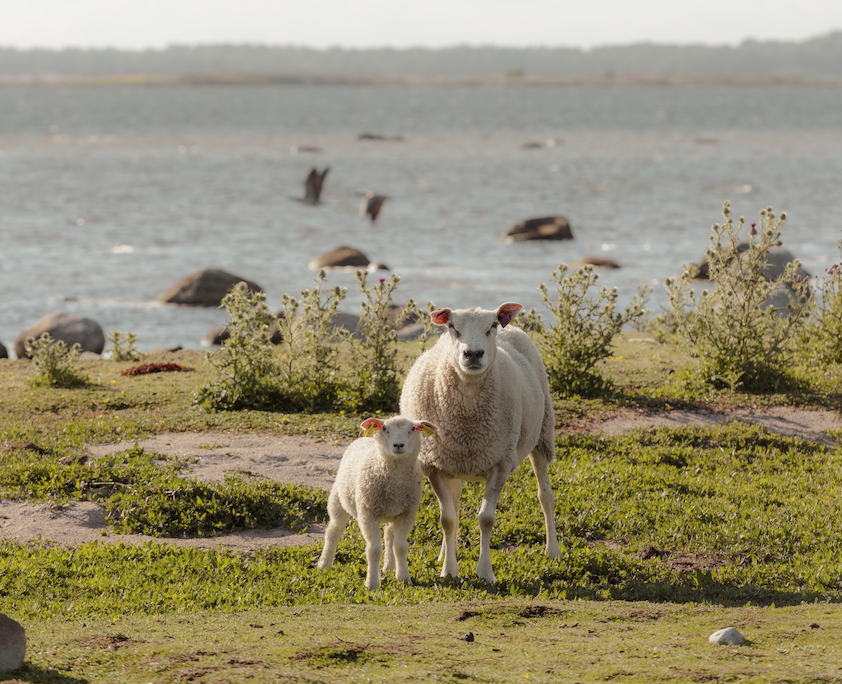 Hálsbönd með GPS-stýringu halda aftur af beitardýrum