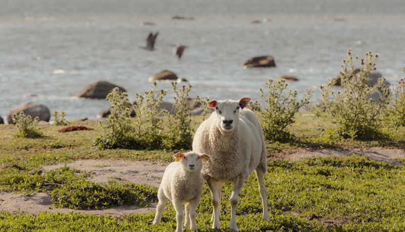 Hálsbönd með GPS-stýringu halda aftur af beitardýrum