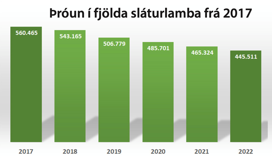 Tæplega tuttugu þúsund færri dilkum slátrað