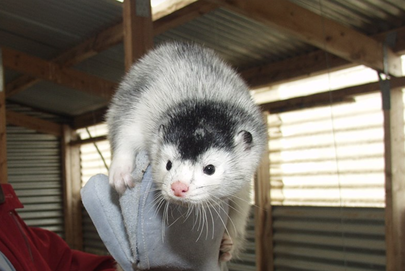 Minkur til Danmerkur