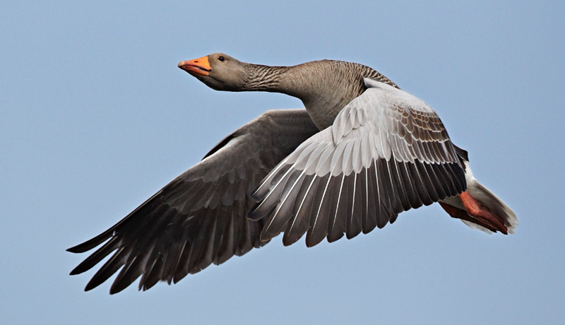 Stefnir í takmarkanir á veiðum grágæsa