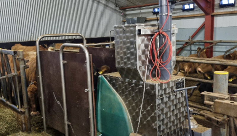 Um metanlosun frá mjólkurkúm