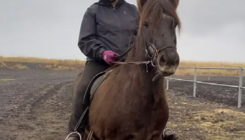 Vilja hesthúsalóðir sem fyrst