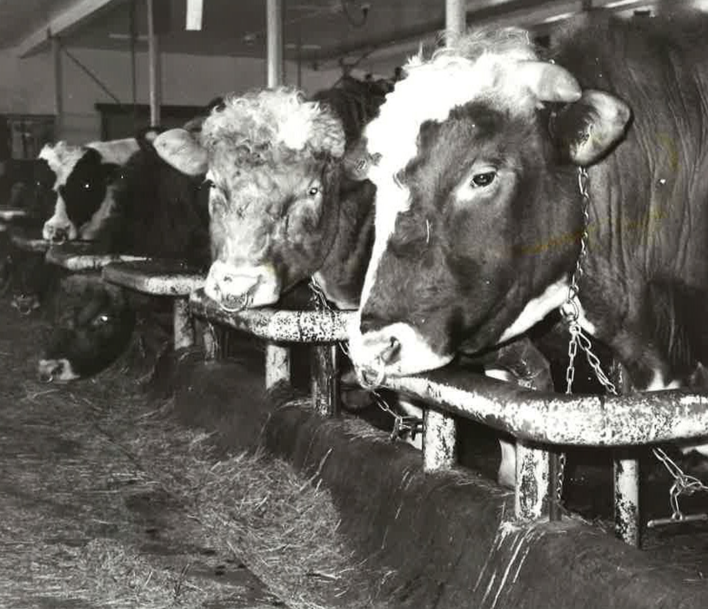 Nautastöð Bændasamtaka Íslands