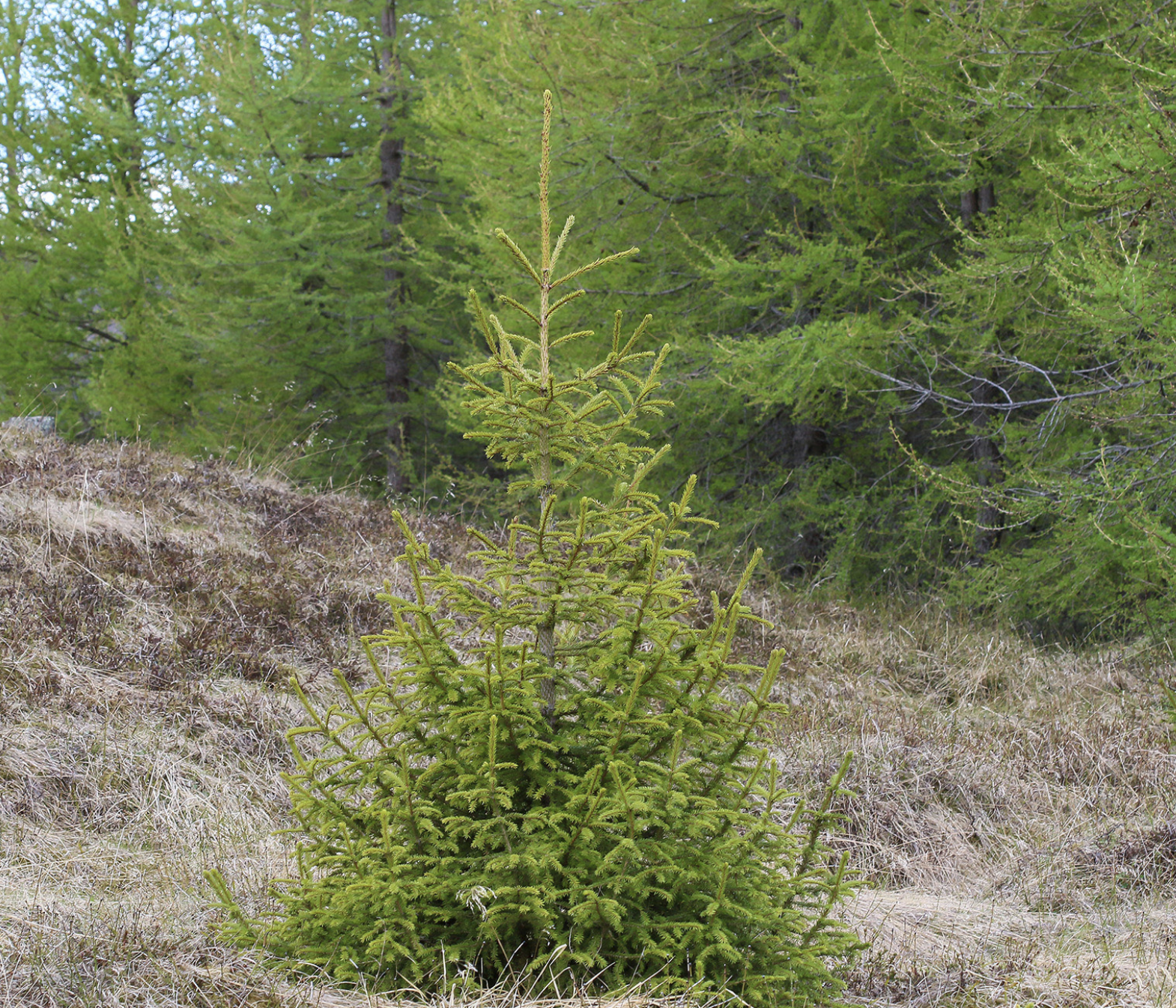 Rauðgreni (Picea abies)