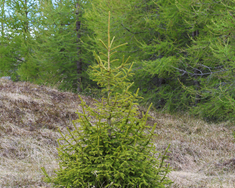 Rauðgreni (Picea abies)