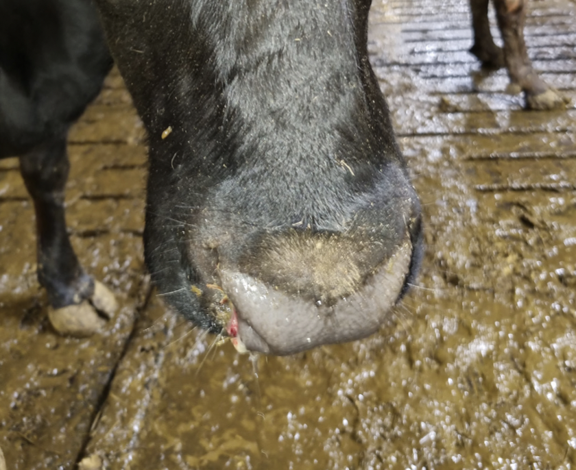 Sóttvarnir á alla bæi