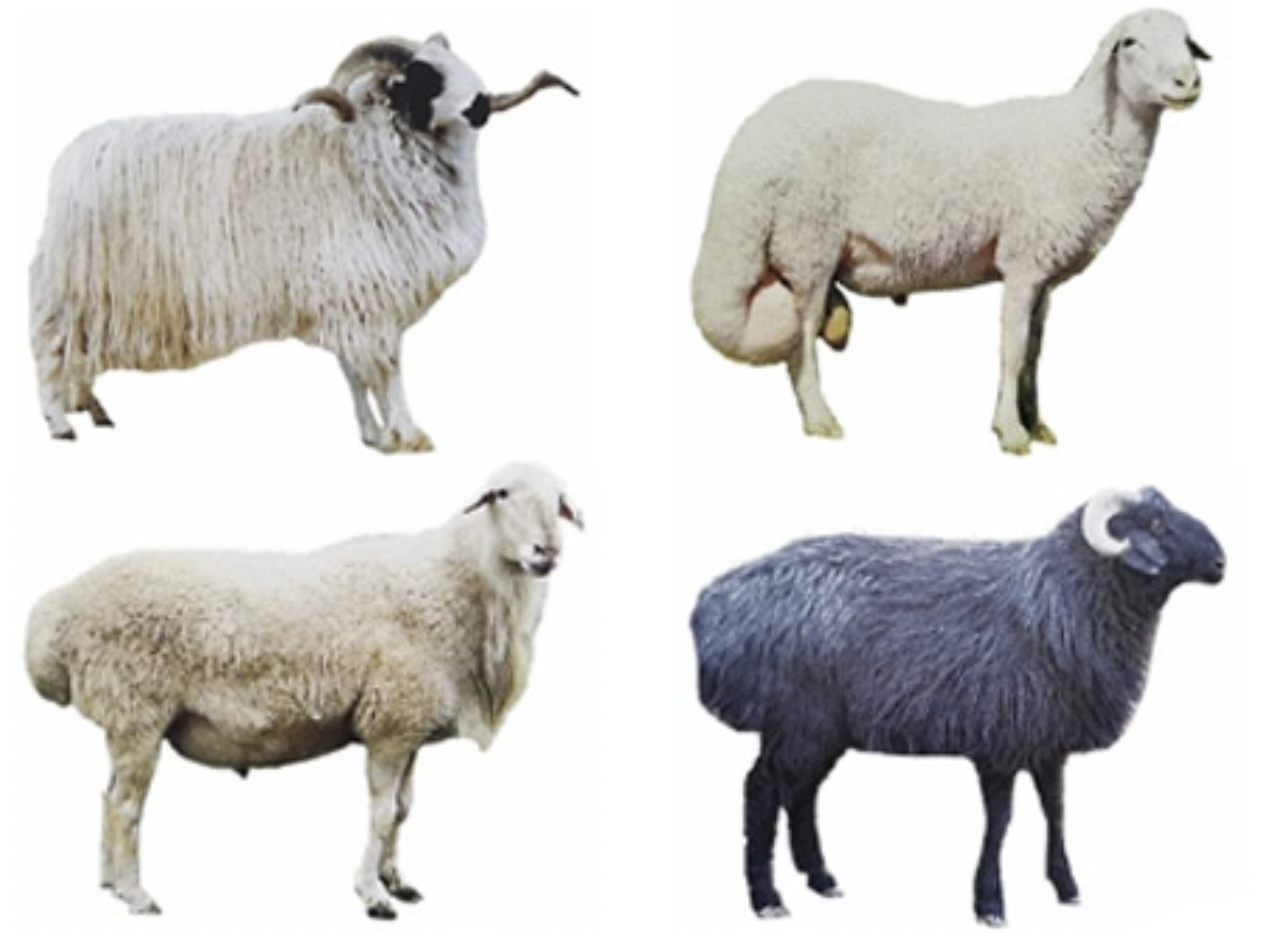 Myndun sauðfárkynja, útlitseinkenni