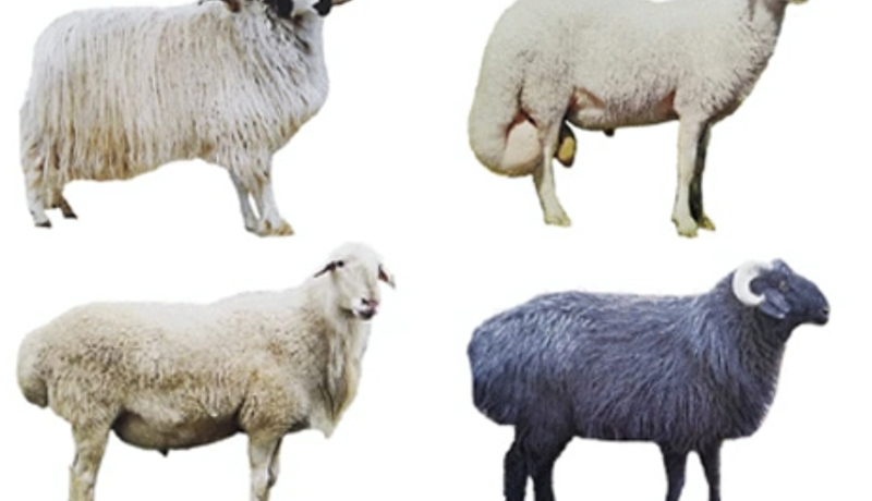 Myndun sauðfárkynja, útlitseinkenni