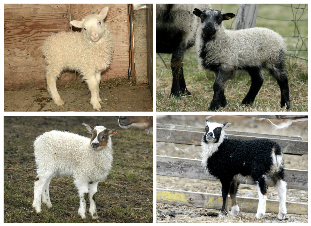 Mikill breytileiki í litum og litamynstrum