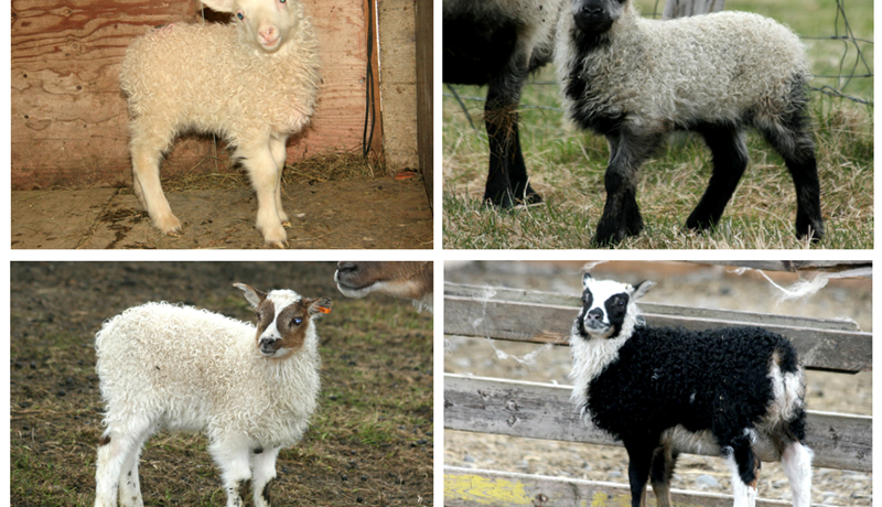 Mikill breytileiki í litum og litamynstrum