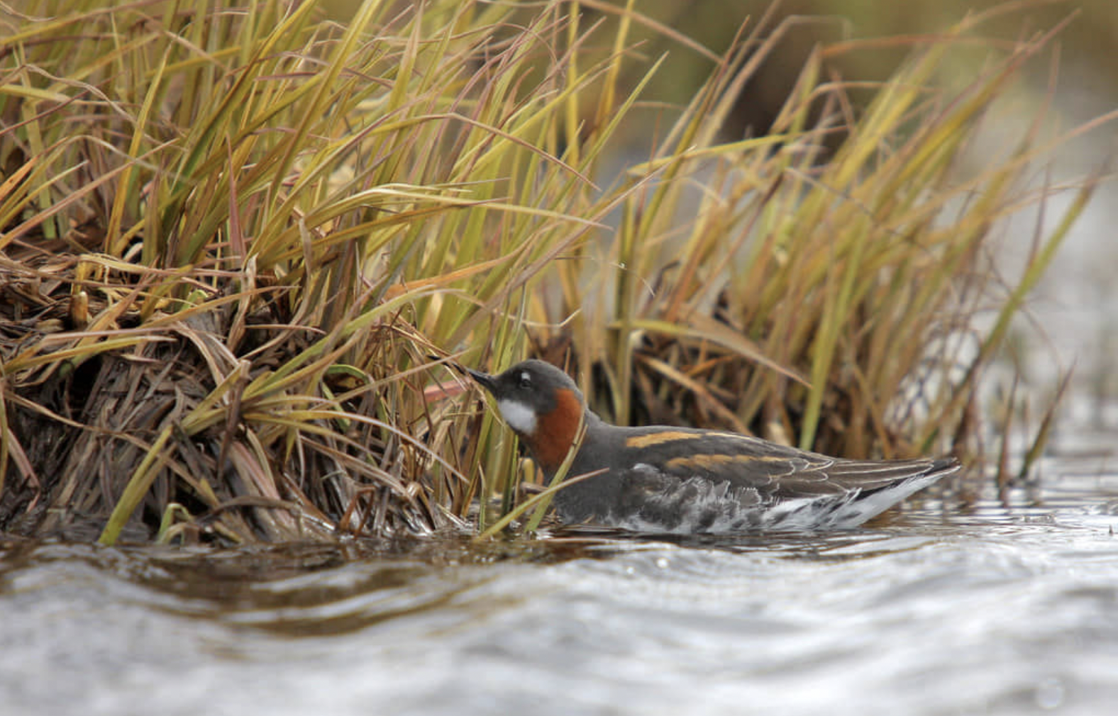 Margt býr í mýrinni