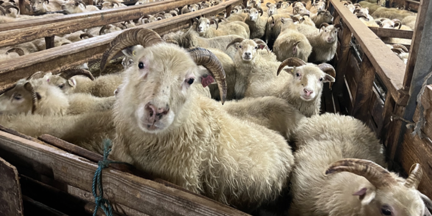 Þess vegna eigum við að standa vörð um íslenska sauðfjárrækt