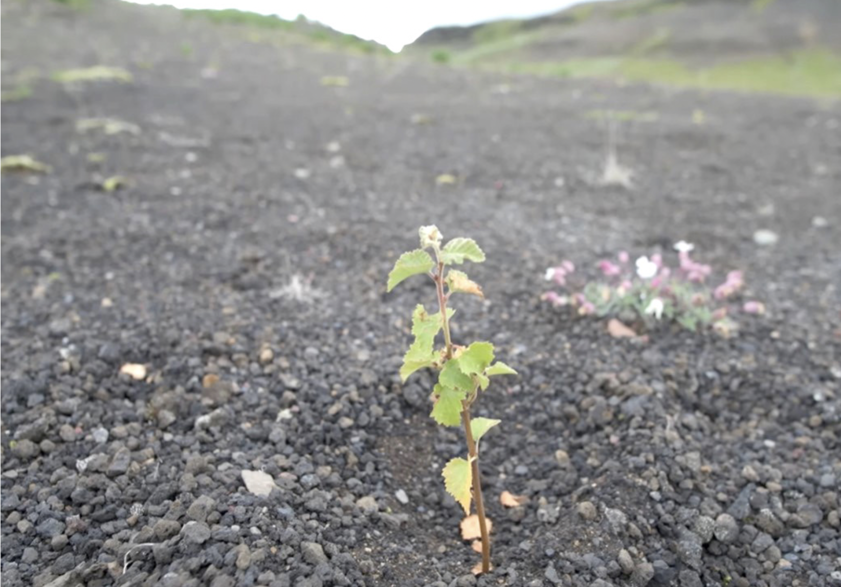 Endurheimt vistkerfa