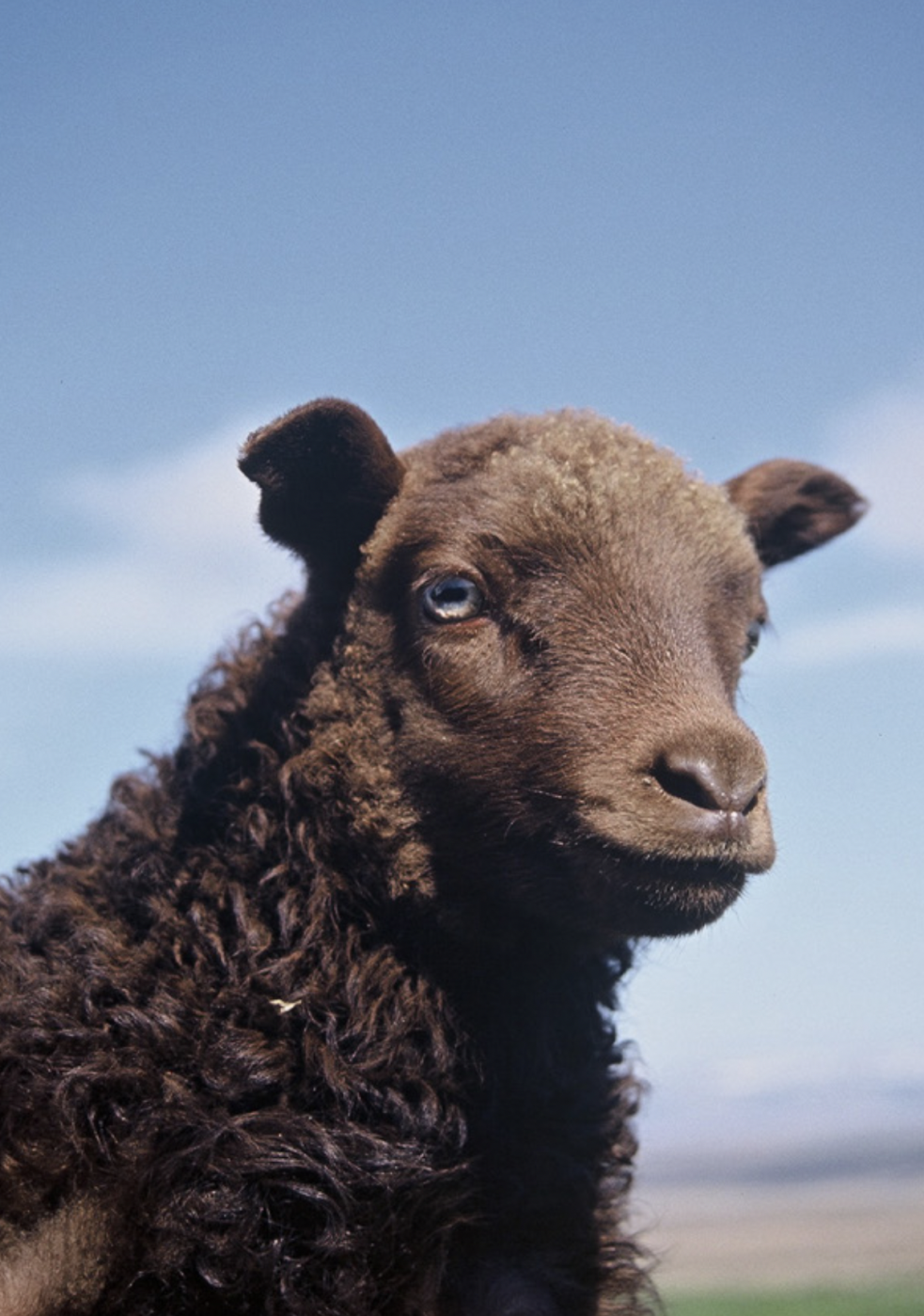 Launagreiðslugeta sauðfjárbúa er óásættanleg