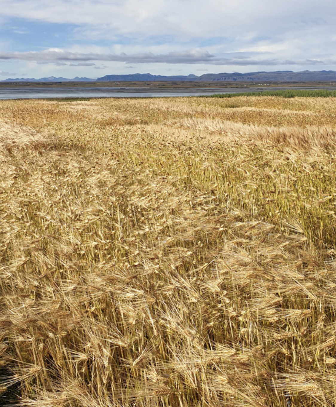 Nýtt upphaf kornkynbóta