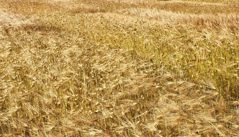 Nýtt upphaf kornkynbóta