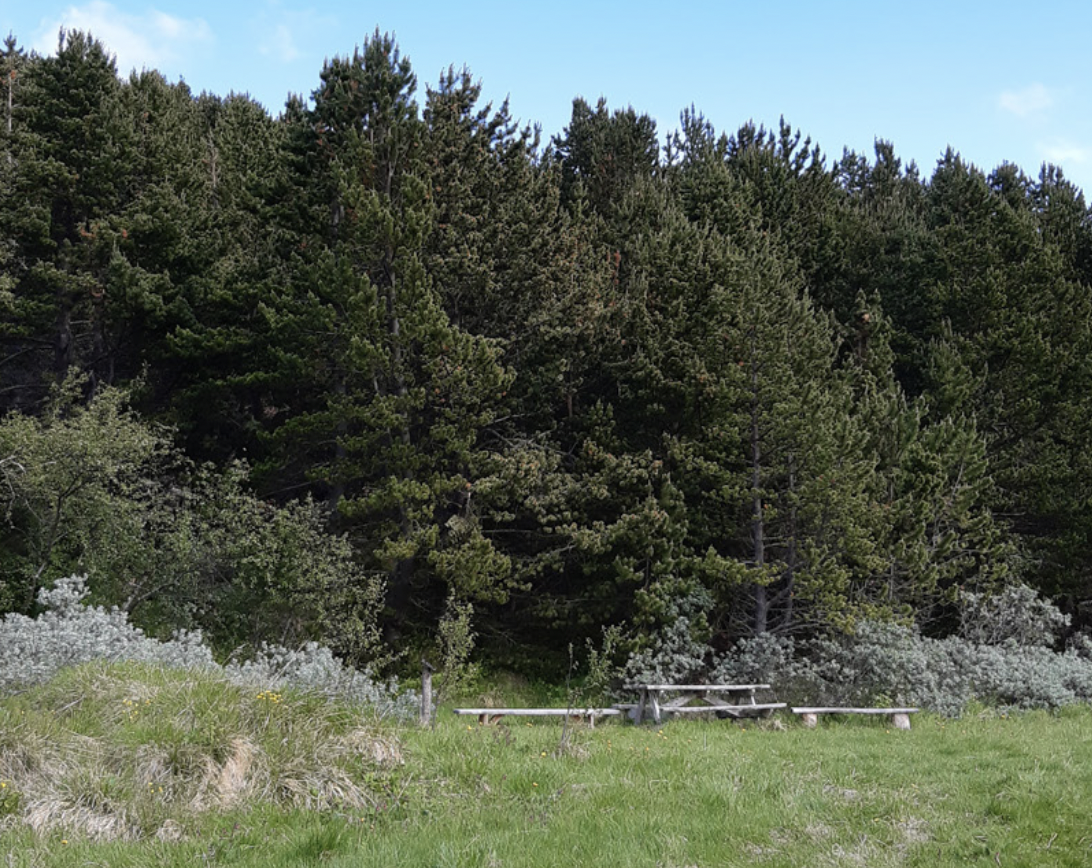 Afmælisár Skógræktarfélags Suður-Þingeyinga