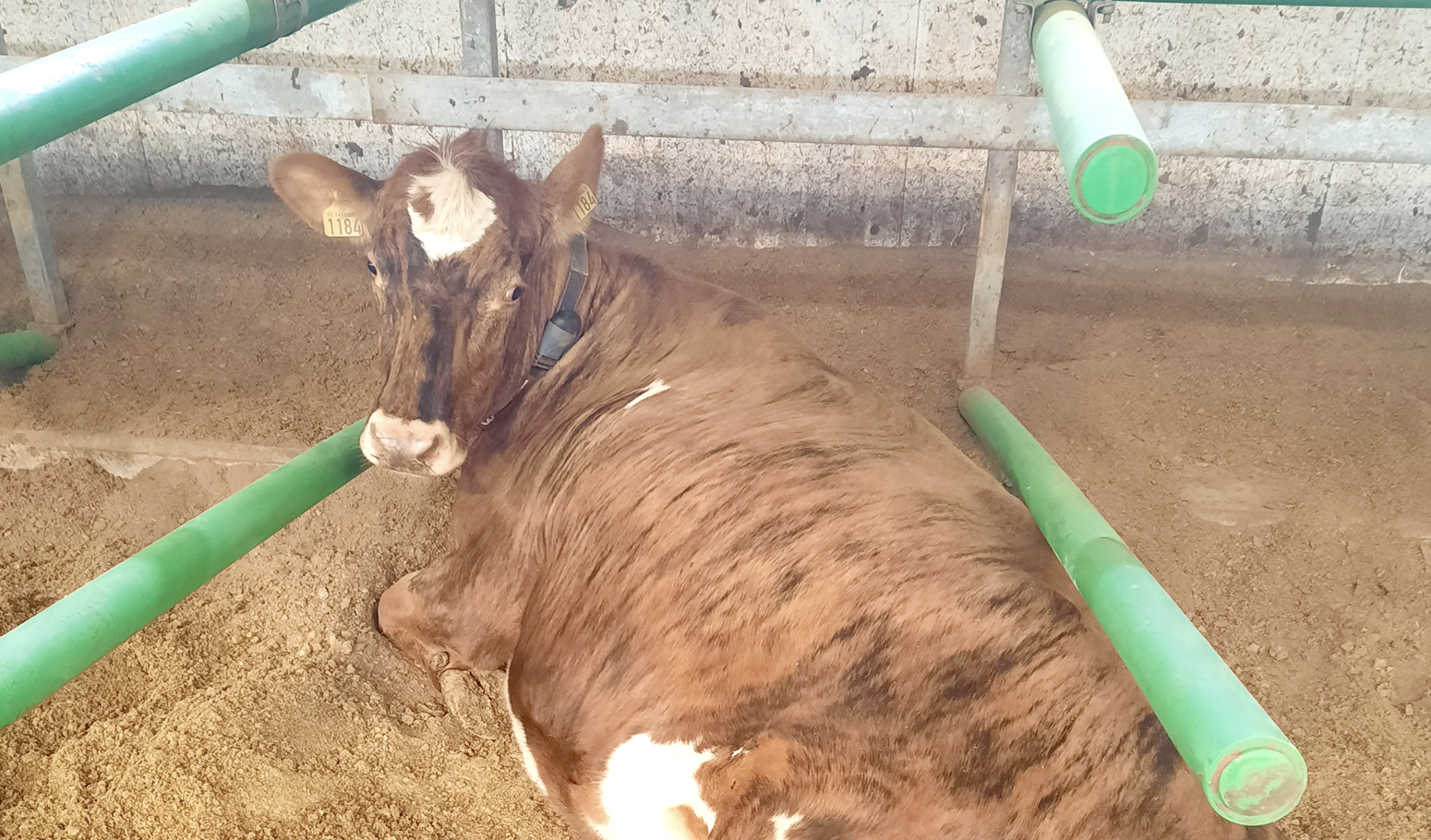 Tandurhreinar kýr í mykjubásum