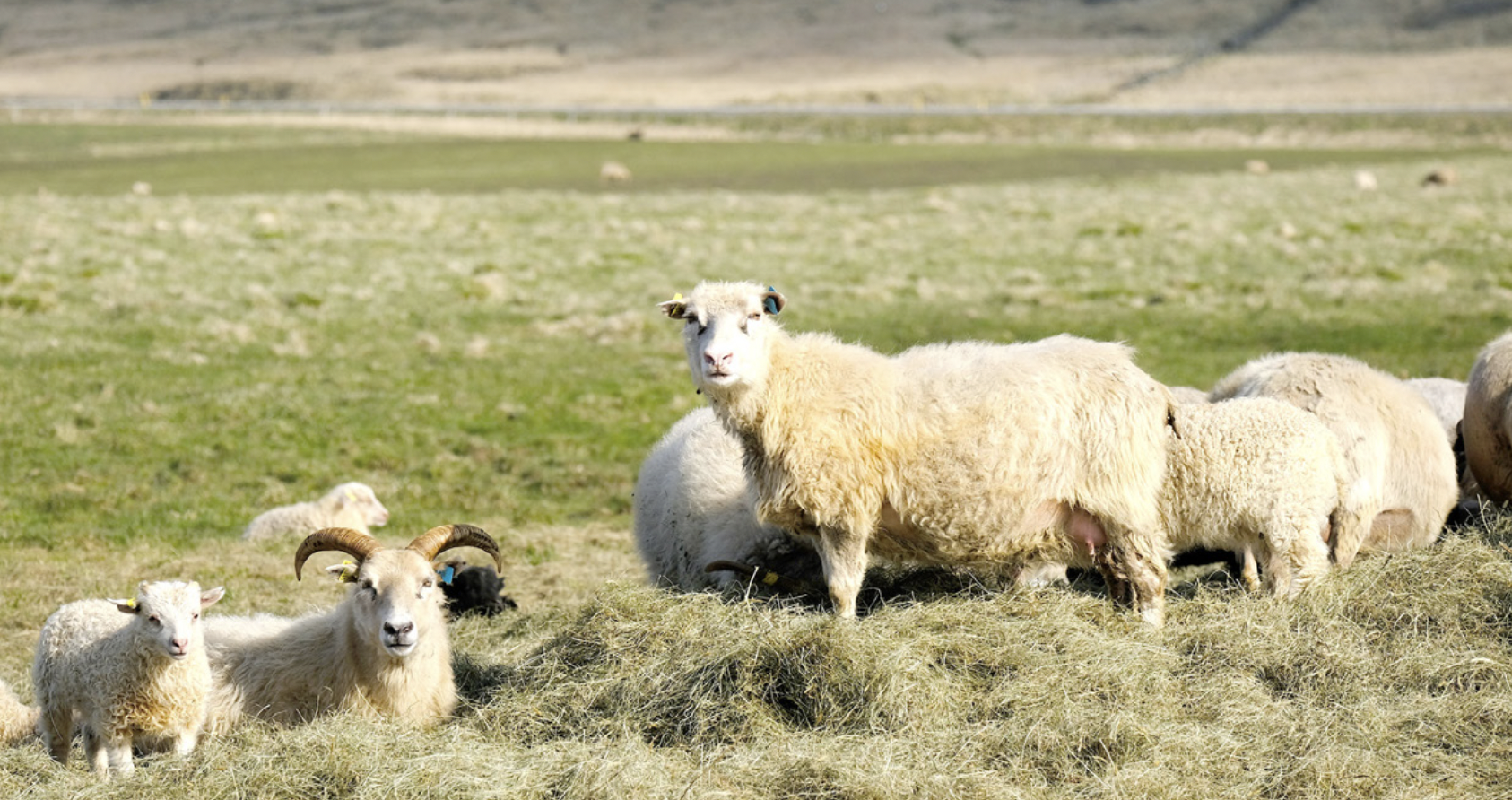 Starfshópur um útrýmingu á riðuveiki