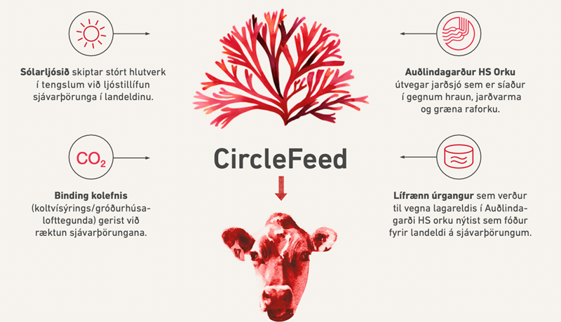 Mun metanlosun frá mjólkurkúm brátt heyra sögunni til?