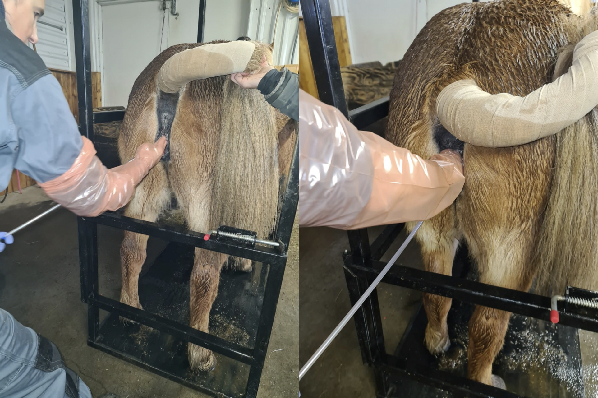 Faraldsfræðileg könnun á kynsjúkdómum hjá íslenskum hestum