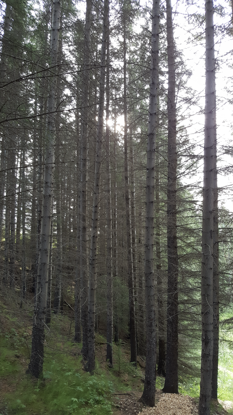 Skýr skógræktarstefna