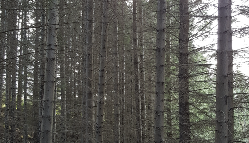 Skýr skógræktarstefna