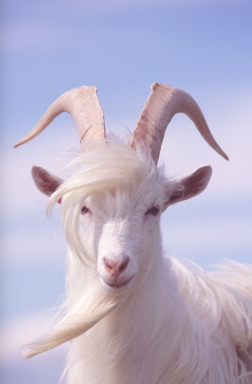 Heiðrún verður sjálfstætt skýrsluhaldskerfi