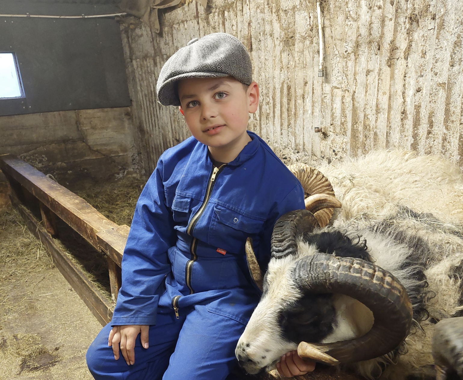 Með heimalningana í vasanum