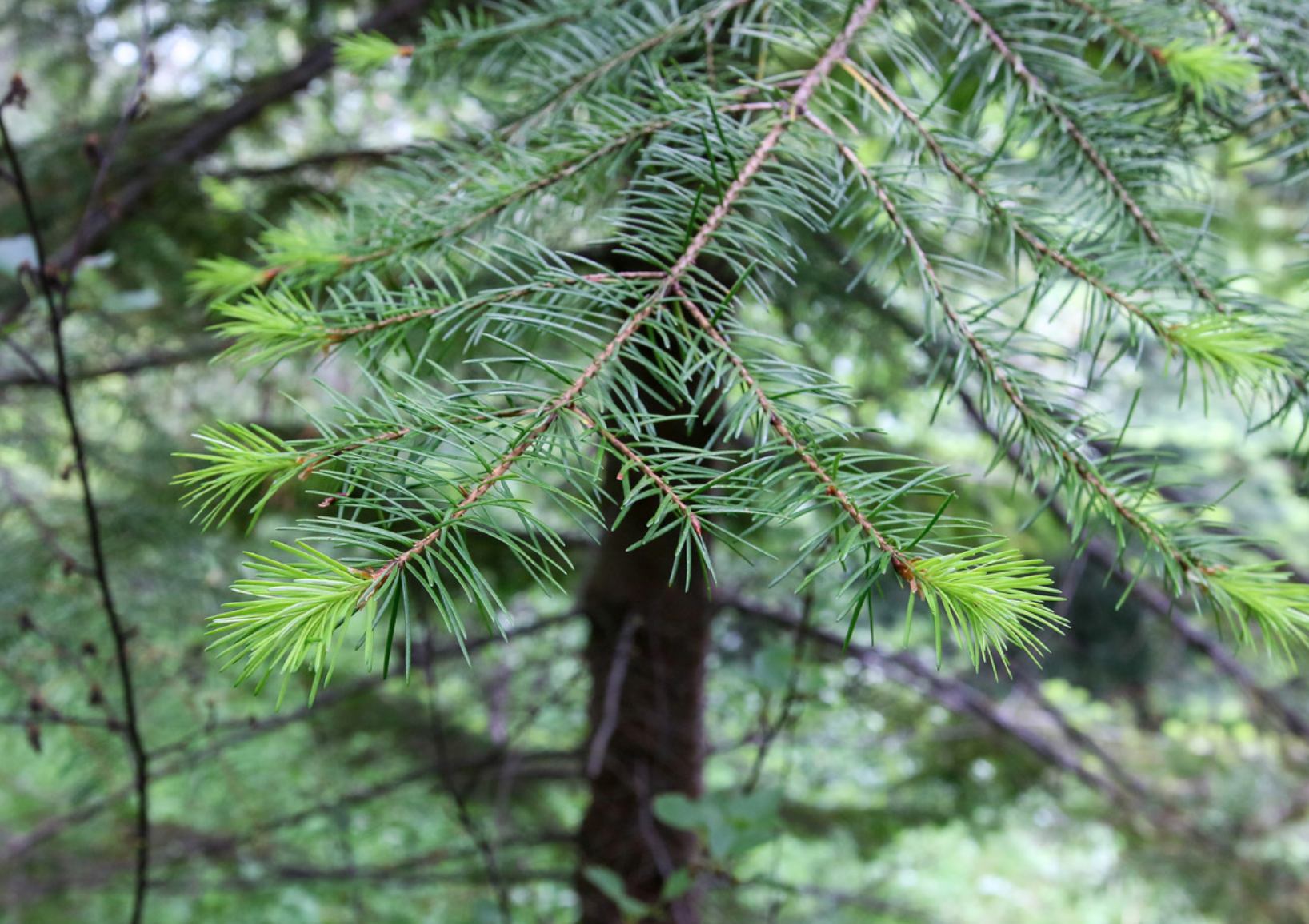 Degli (Pseudotsuga menziesii)