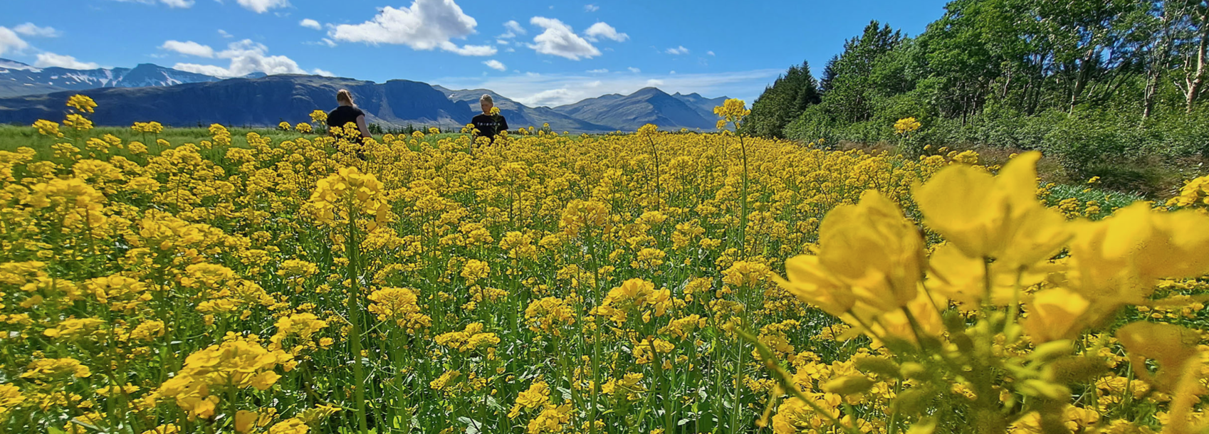Próteinræktun og olíuframleiðsla
